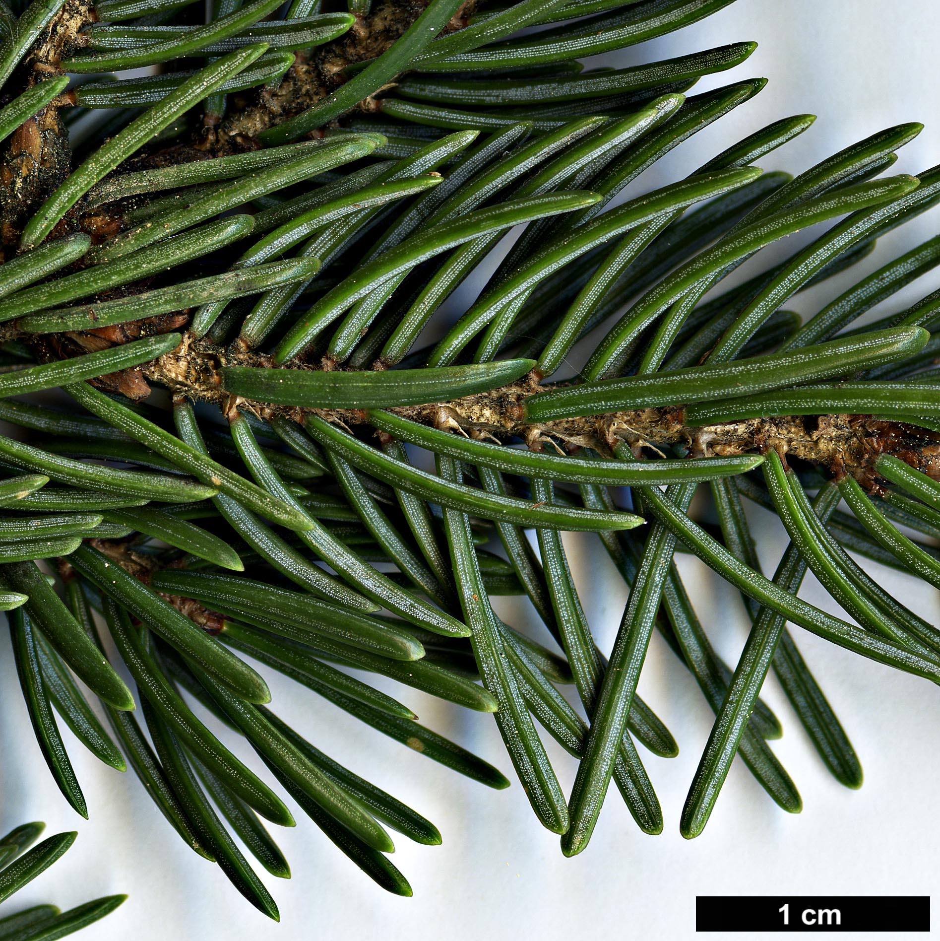 High resolution image: Family: Pinaceae - Genus: Picea - Taxon: likiangensis - SpeciesSub: var. rubescens